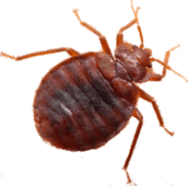 bed bug removal elmira