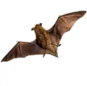 bat removal elmira