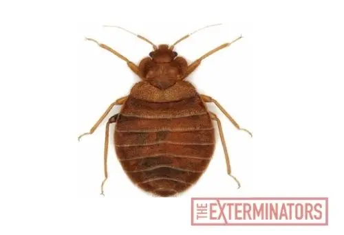 bed bug exterminator elmira