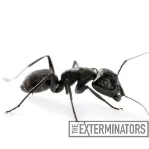 carpenter ant control elmira