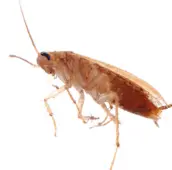 cockroach control elmira