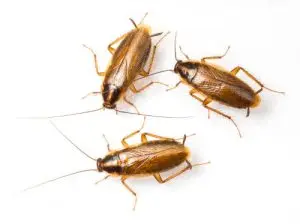 cockroach treatment pest control elmira 300x224 1