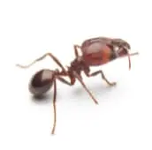 fire ant treatment elmira