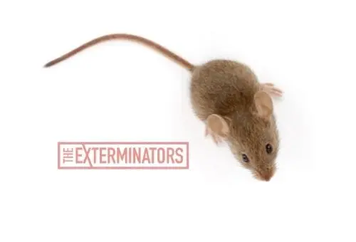 mice exterminator elmira