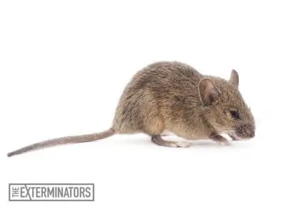 mice infestation elmira