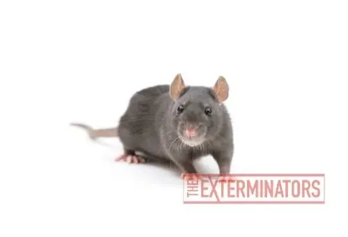 rat exterminator elmira