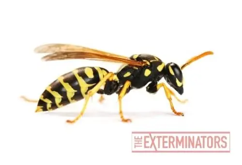 wasp removal elmira